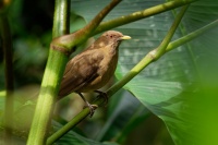 Drozd hnedy - Turdus grayi - Clay-colored Thrush o1693